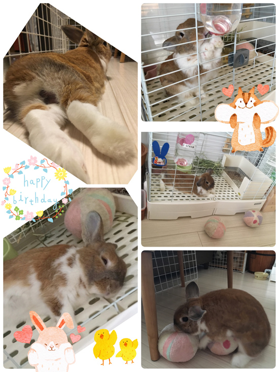 うさぎ専門店 うさぎのミルキー│大阪