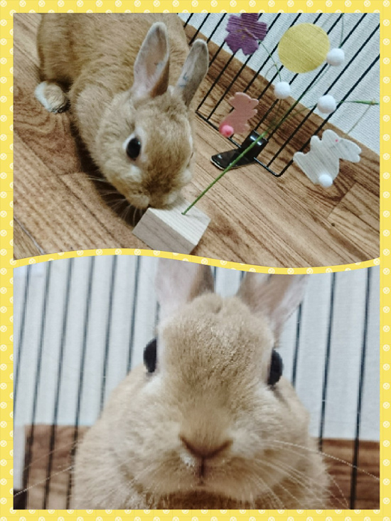 うさぎ専門店 うさぎのミルキー│大阪
