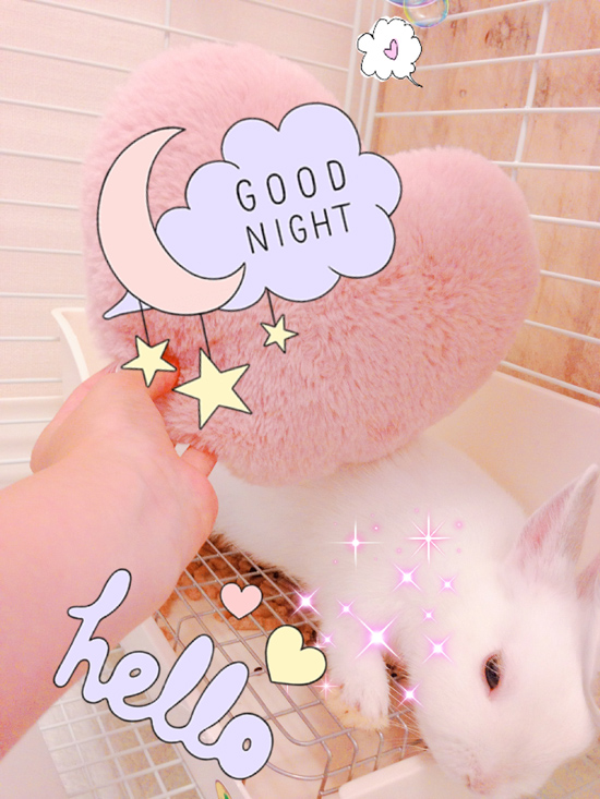 うさぎ専門店 うさぎのミルキー│大阪