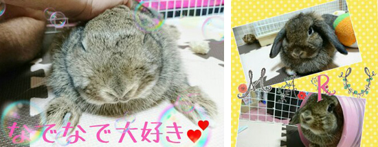 うさぎ専門店 うさぎのミルキー│大阪
