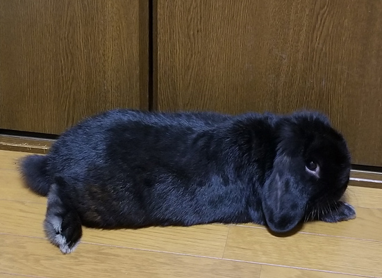 うさぎ専門店 うさぎのミルキー│大阪