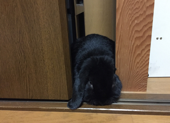 うさぎ専門店 うさぎのミルキー│大阪