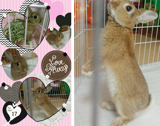 うさぎ専門店 うさぎのミルキー│大阪