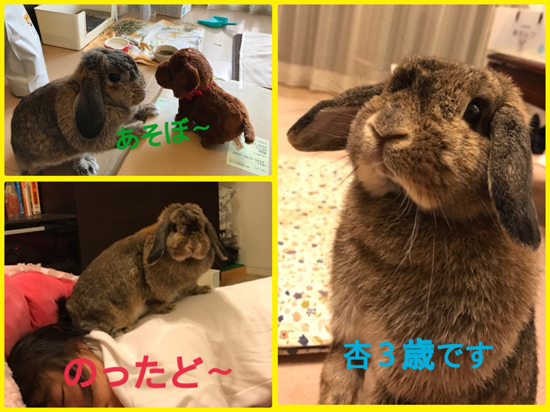 うさぎ専門店 うさぎのミルキー│大阪 うさぎ専門店 うさぎのミルキー│大阪