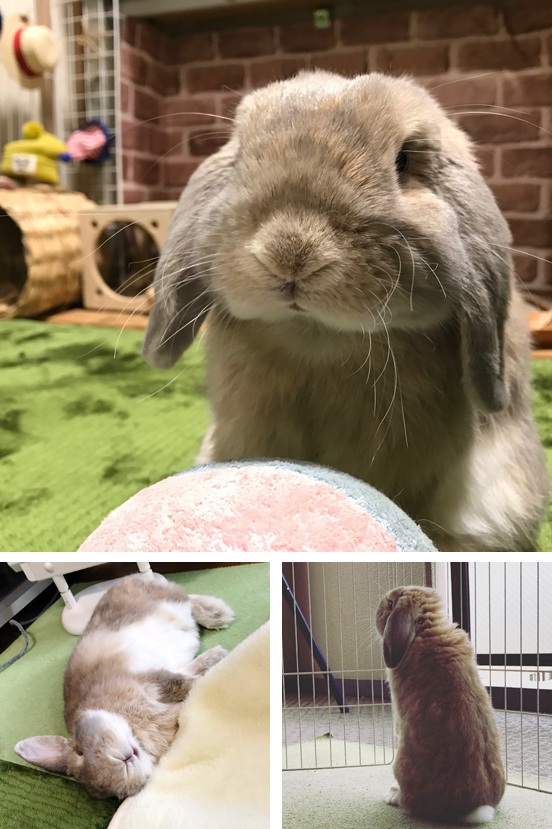 うさぎ専門店 うさぎのミルキー│大阪 うさぎ専門店 うさぎのミルキー│大阪