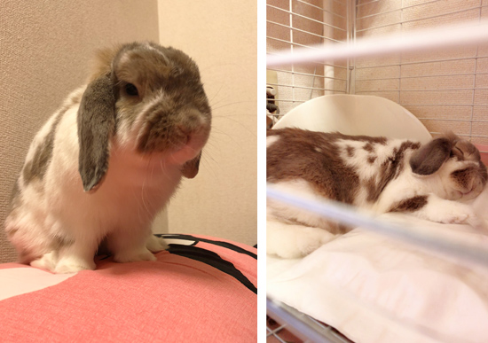 うさぎ専門店 うさぎのミルキー│大阪 うさぎ専門店 うさぎのミルキー│大阪