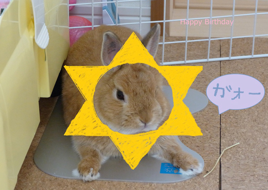 うさぎ専門店 うさぎのミルキー│大阪 うさぎ専門店 うさぎのミルキー│大阪