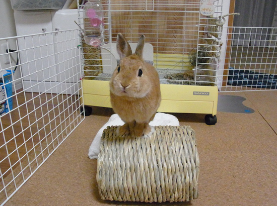 うさぎ専門店 うさぎのミルキー│大阪 うさぎ専門店 うさぎのミルキー│大阪
