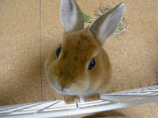 うさぎ専門店 うさぎのミルキー│大阪 うさぎ専門店 うさぎのミルキー│大阪