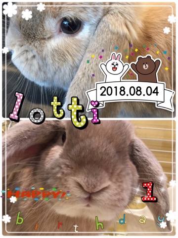 うさぎ専門店 うさぎのミルキー│大阪 うさぎ専門店 うさぎのミルキー│大阪