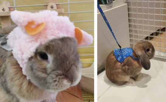 うさぎ専門店 うさぎのミルキー│大阪 うさぎ専門店 うさぎのミルキー│大阪