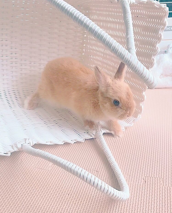 うさぎ専門店 うさぎのミルキー│大阪 うさぎ専門店 うさぎのミルキー│大阪