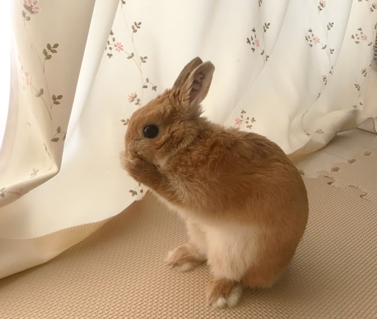 うさぎ専門店 うさぎのミルキー│大阪 うさぎ専門店 うさぎのミルキー│大阪