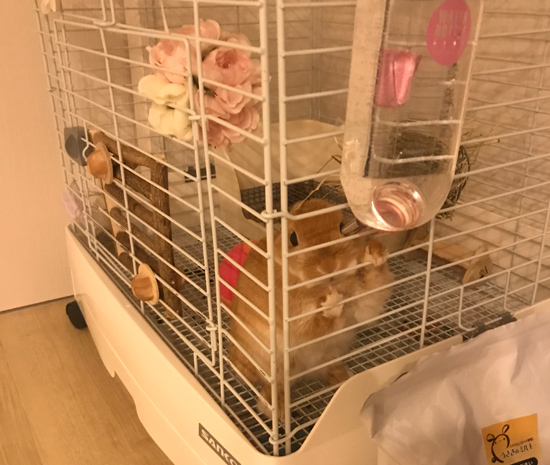 うさぎ専門店 うさぎのミルキー│大阪 うさぎ専門店 うさぎのミルキー│大阪