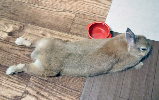 うさぎ専門店 うさぎのミルキー│大阪 うさぎ専門店 うさぎのミルキー│大阪