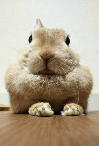 うさぎ専門店 うさぎのミルキー│大阪 うさぎ専門店 うさぎのミルキー│大阪