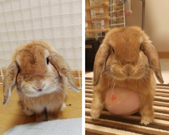 うさぎ専門店 うさぎのミルキー│大阪 うさぎ専門店 うさぎのミルキー│大阪