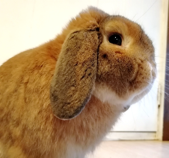 うさぎ専門店 うさぎのミルキー│大阪 うさぎ専門店 うさぎのミルキー│大阪