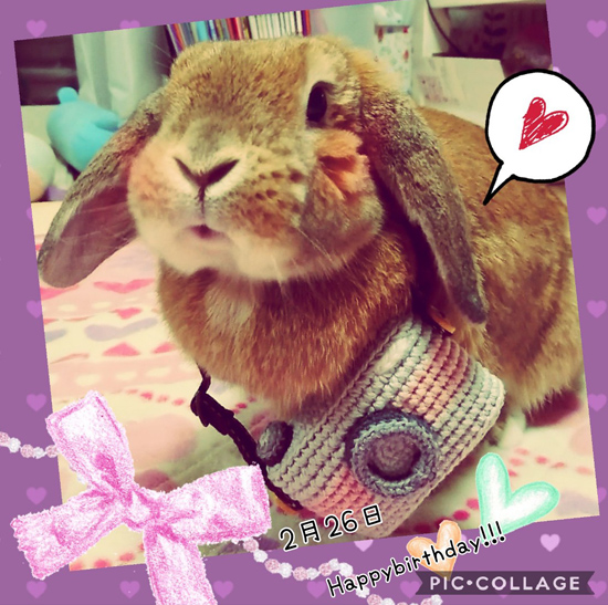 うさぎ専門店 うさぎのミルキー│大阪 うさぎ専門店 うさぎのミルキー│大阪