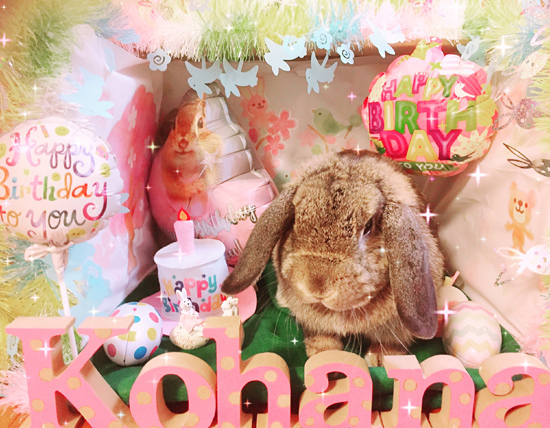 うさぎ専門店 うさぎのミルキー│大阪 うさぎ専門店 うさぎのミルキー│大阪