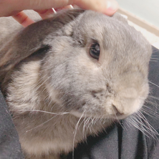 うさぎ専門店 うさぎのミルキー│大阪 うさぎ専門店 うさぎのミルキー│大阪
