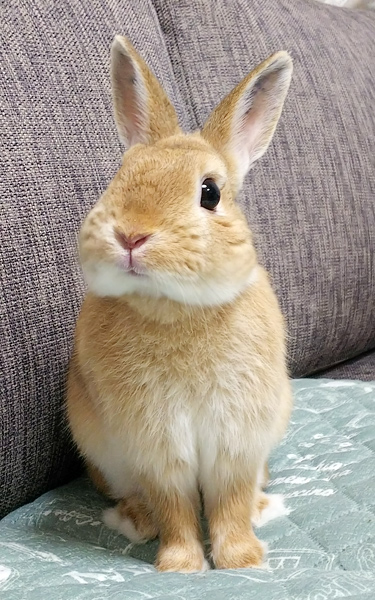 うさぎ専門店 うさぎのミルキー│大阪 うさぎ専門店 うさぎのミルキー│大阪