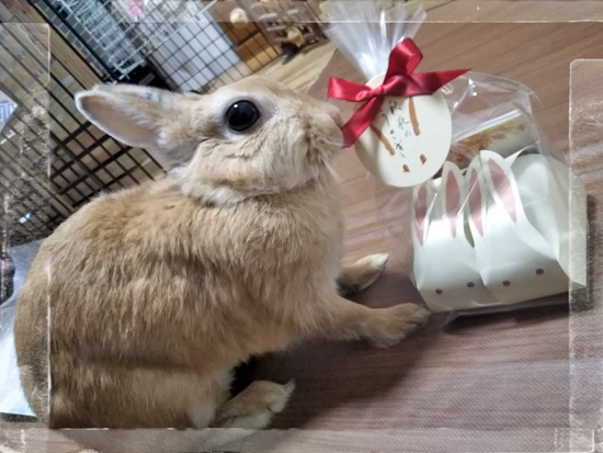 うさぎ専門店 うさぎのミルキー│大阪 うさぎ専門店 うさぎのミルキー│大阪