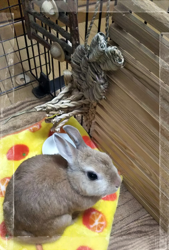 うさぎ専門店 うさぎのミルキー│大阪 うさぎ専門店 うさぎのミルキー│大阪