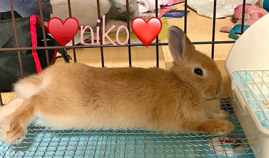 うさぎ専門店 うさぎのミルキー│大阪 うさぎ専門店 うさぎのミルキー│大阪