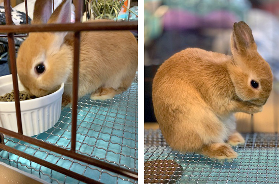 うさぎ専門店 うさぎのミルキー│大阪 うさぎ専門店 うさぎのミルキー│大阪