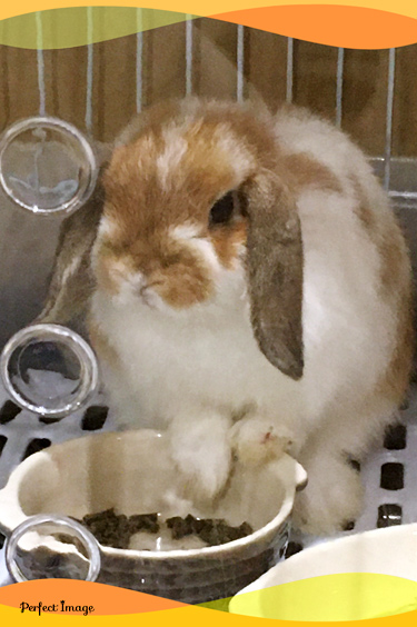 うさぎ専門店 うさぎのミルキー│大阪 うさぎ専門店 うさぎのミルキー│大阪
