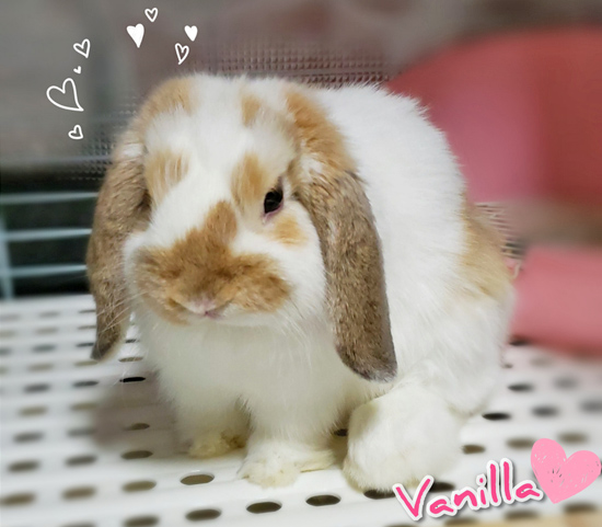 うさぎ専門店 うさぎのミルキー│大阪 うさぎ専門店 うさぎのミルキー│大阪