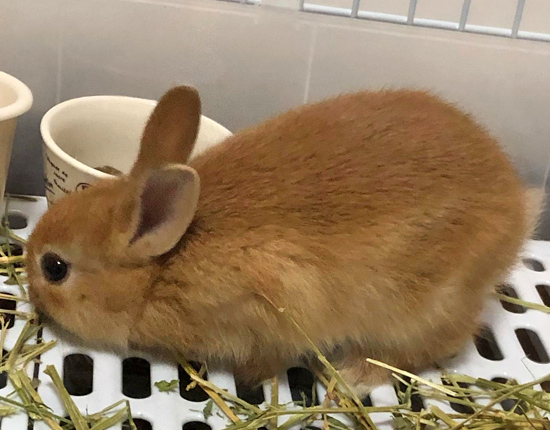 うさぎ専門店 うさぎのミルキー│大阪 うさぎ専門店 うさぎのミルキー│大阪