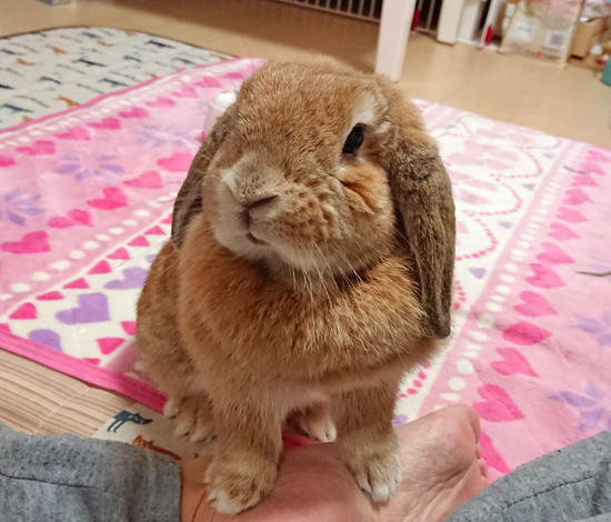 うさぎ専門店 うさぎのミルキー│大阪 うさぎ専門店 うさぎのミルキー│大阪