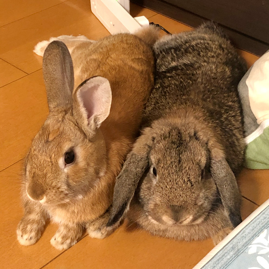 うさぎ専門店 うさぎのミルキー│大阪 うさぎ専門店 うさぎのミルキー│大阪