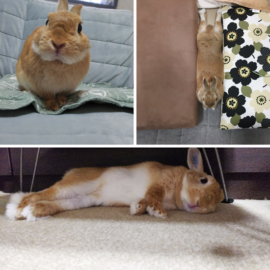 うさぎ専門店 うさぎのミルキー│大阪 うさぎ専門店 うさぎのミルキー│大阪