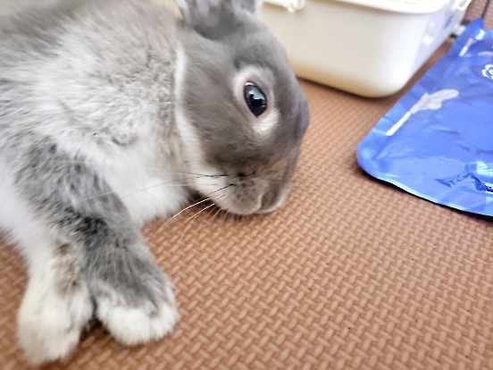 うさぎ専門店 うさぎのミルキー│大阪 うさぎ専門店 うさぎのミルキー│大阪