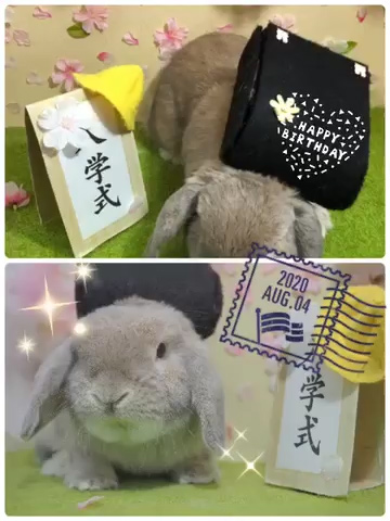 うさぎ専門店 うさぎのミルキー│大阪 うさぎ専門店 うさぎのミルキー│大阪