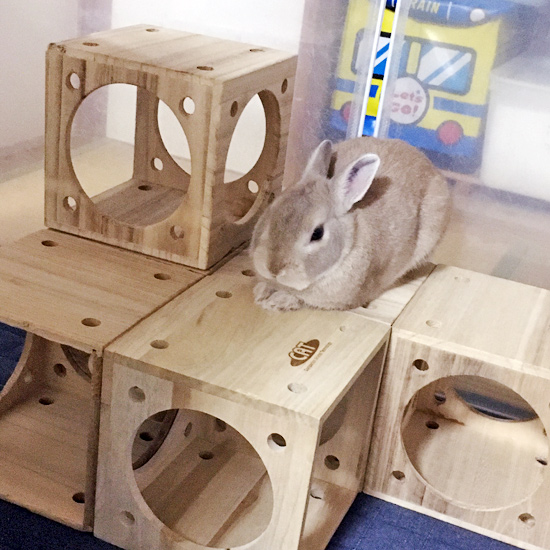 うさぎ専門店 うさぎのミルキー│大阪 うさぎ専門店 うさぎのミルキー│大阪