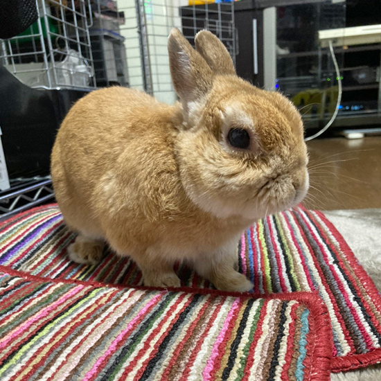 うさぎ専門店 うさぎのミルキー│大阪 うさぎ専門店 うさぎのミルキー│大阪