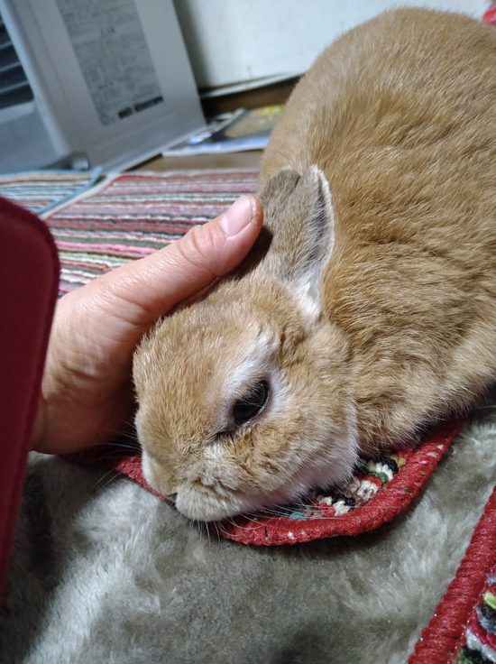 うさぎ専門店 うさぎのミルキー│大阪 うさぎ専門店 うさぎのミルキー│大阪