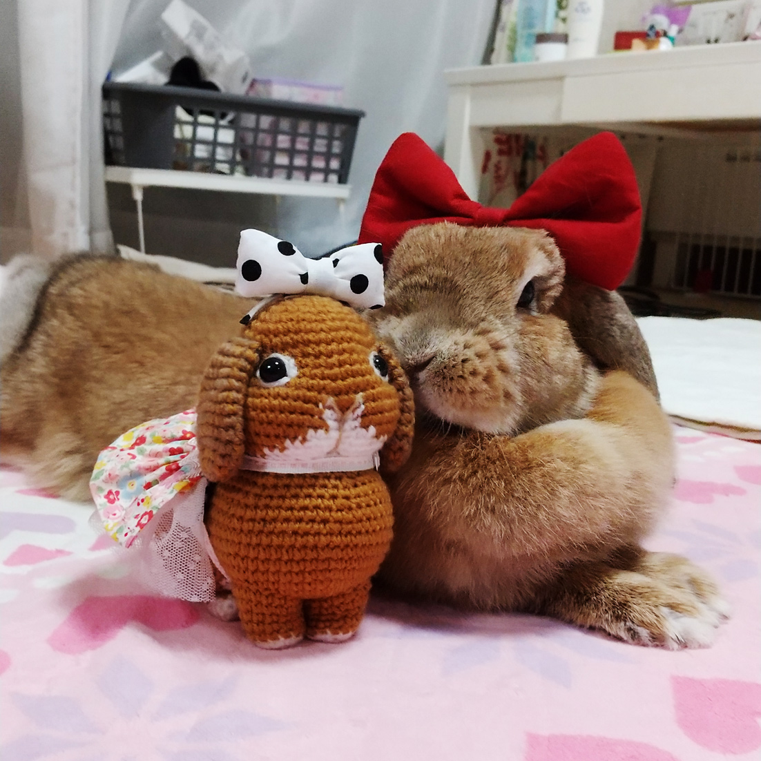 うさぎ専門店 うさぎのミルキー│大阪 うさぎ専門店 うさぎのミルキー│大阪