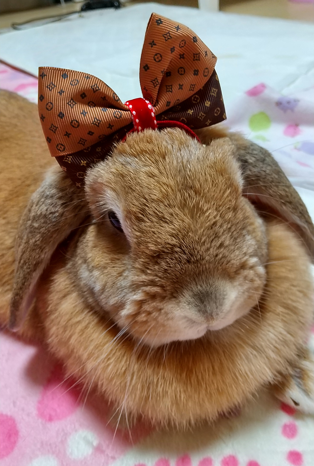 うさぎ専門店 うさぎのミルキー│大阪 うさぎ専門店 うさぎのミルキー│大阪