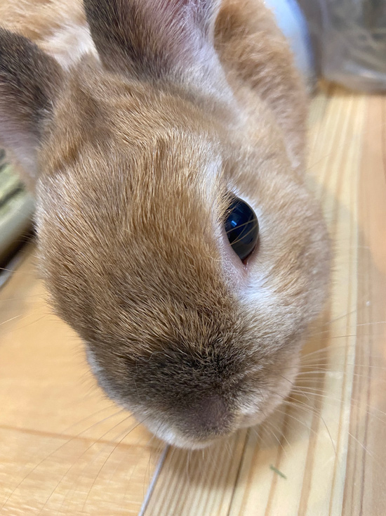 うさぎ専門店 うさぎのミルキー│大阪 うさぎ専門店 うさぎのミルキー│大阪