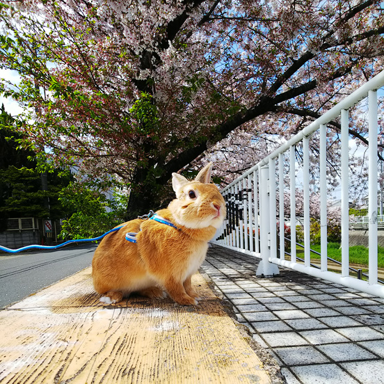 うさぎ専門店 うさぎのミルキー│大阪 うさぎ専門店 うさぎのミルキー│大阪