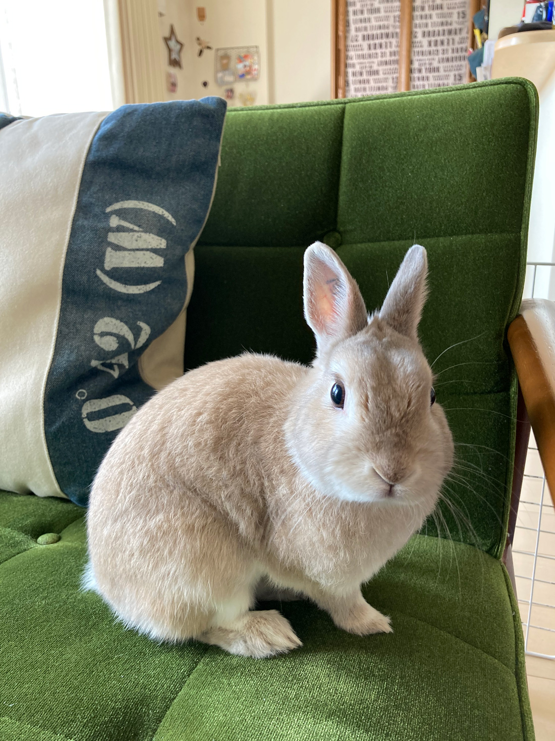 うさぎ専門店 うさぎのミルキー│大阪 うさぎ専門店 うさぎのミルキー│大阪
