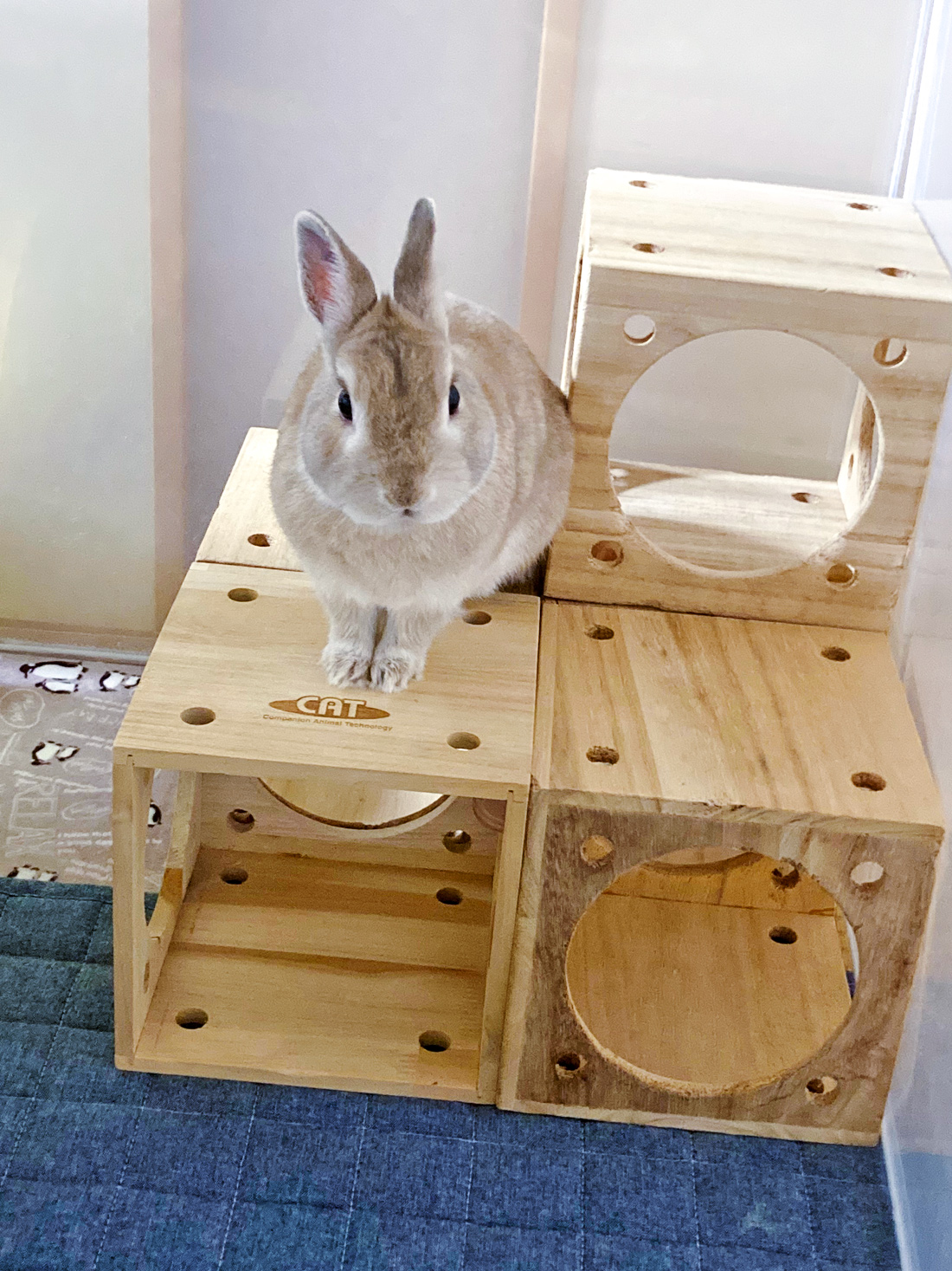 うさぎ専門店 うさぎのミルキー│大阪 うさぎ専門店 うさぎのミルキー│大阪