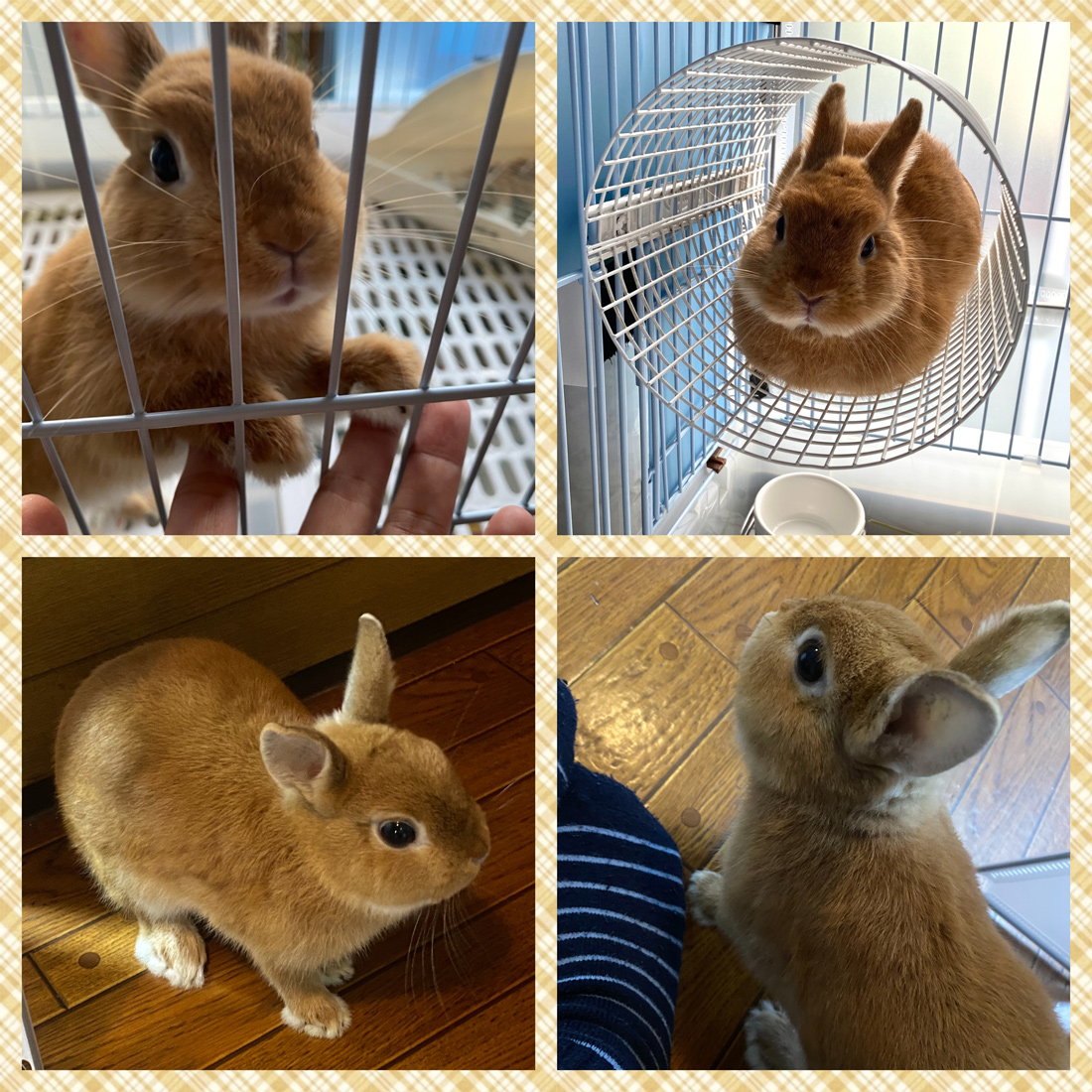 うさぎ専門店 うさぎのミルキー│大阪 うさぎ専門店 うさぎのミルキー│大阪