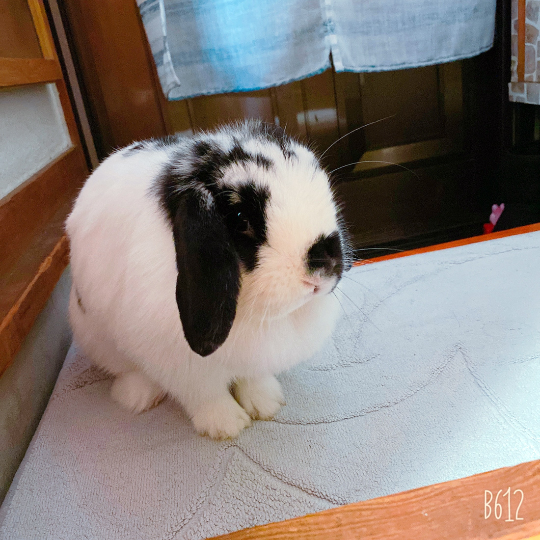 うさぎ専門店 うさぎのミルキー│大阪 うさぎ専門店 うさぎのミルキー│大阪