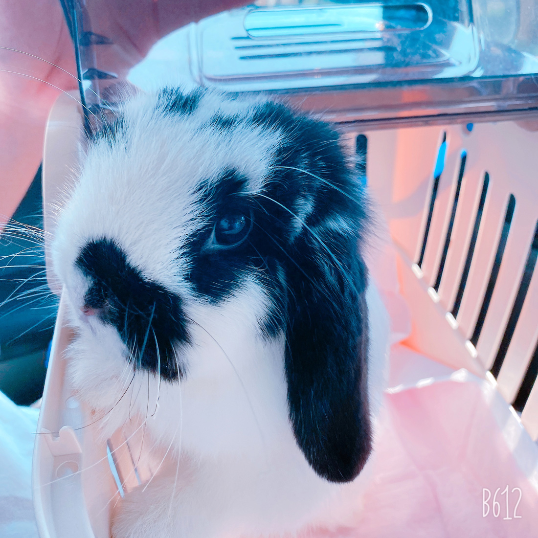 うさぎ専門店 うさぎのミルキー│大阪 うさぎ専門店 うさぎのミルキー│大阪